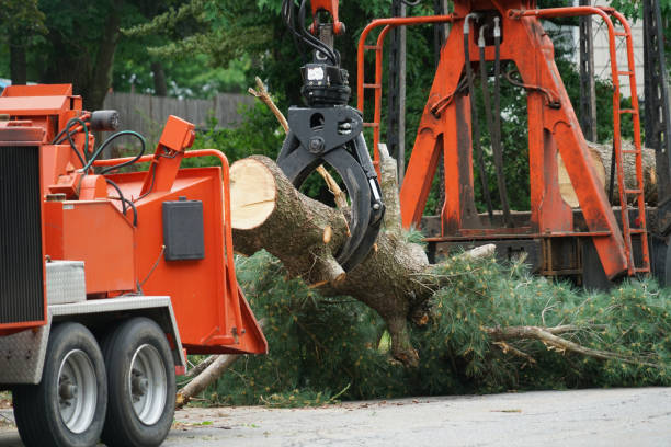 Best Tree Trimming and Pruning  in USA