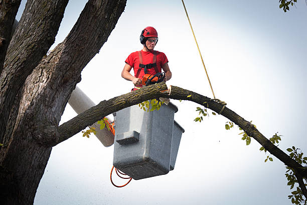 Best Lawn Dethatching  in USA